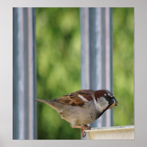 Hungry Sparrow Print print