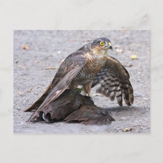 Hungry Sparrowhawk Postcard postcard