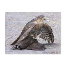 Hungry Sparrowhawk Postcard