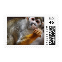Hungry Squirrel Monkey  Postage Stamp