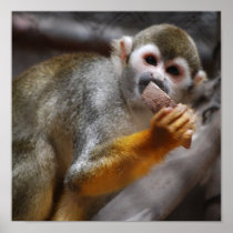 Hungry Squirrel Monkey  Poster