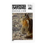 Hungry Squirrel postage