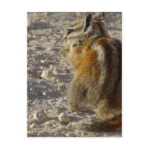 Hungry Squirrel postcards by lifesphere Hungry Squirrel postcards