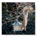 Hungry squirrel stealing food from the bird feeder posters