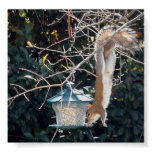 Hungry squirrel stealing food from the bird feeder poster