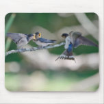 Hungry Tree Swallows Mouse Pad