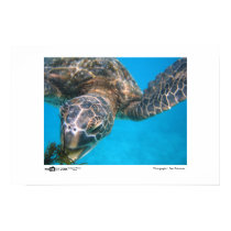 Hungry Turtle - Photo of the Year Category Winner posters
