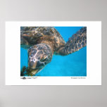 Hungry Turtle - Photo of the Year Category Winner posters