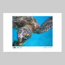 Hungry Turtle - Photo of the Year Category Winner posters