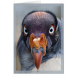Hungry Vulture card