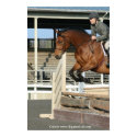 Hunter Jumper Poster 1 posters