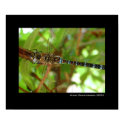 Hunter - The Dragonfly posters by chesterperson Hunter - The Dragonfly posters