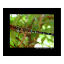 Hunter - The Dragonfly posters