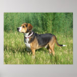 Hunting Beagle In Tall Grass Poster - Cooper