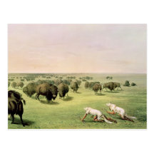 Hunting Buffalo Camouflaged Postcards