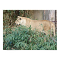 Hunting Lion Poster