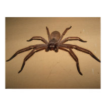 Huntsman Spider posters by WeblightStudio Huntsman Spider posters