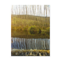 huon poplars postcards by Wynity huon poplars postcards