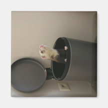 Hurón en un trashcan iman de frigorífico