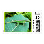 Hurt Tail Stamps