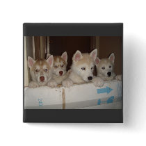huskies trying to get free buttons