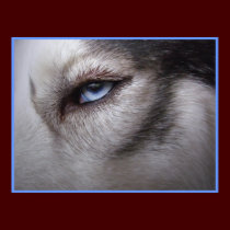 Husky Art Print Sled Dog Art Poster Husky Gifts posters