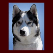 Husky Art Print Sled Dog Art Poster Husky Gifts posters