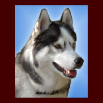 Husky Art Print Sled Dog Art Poster Husky Gifts posters
