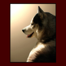 Husky Art Print Sled Dog Art Poster Husky Gifts posters