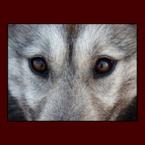 Husky Art Print Sled Dog Art Poster Wolf Pup Gifts posters