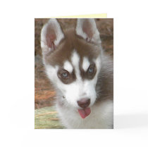 Husky birthday card by patcallum Husky birthday card