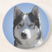 Husky Coaster Husky Malamute Sled Dog Coaster coasters