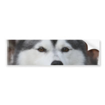 Husky Dog Bumper Sticker