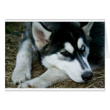 Husky Dog Cards