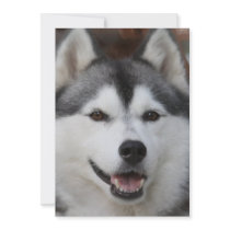 Husky Dog Invitation