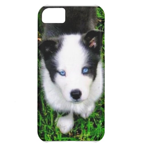 Husky Dog Iphone Case Case For iPhone 5C | Zazzle