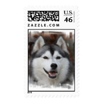 Husky Dog Postage Stamp