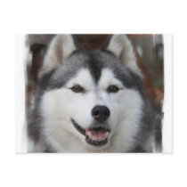 Husky Dog Postcard
