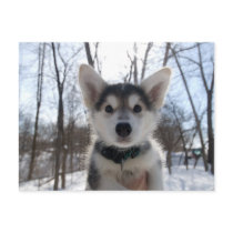 Husky Dog postcards by alternateworlds Husky Dog postcards