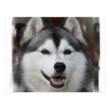 Husky Dog Postcard