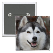 Husky Dog Square Button