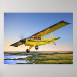 Husky El Dorado Print