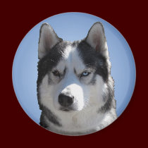 Husky Fridge Magnet Alaskan Sled Dog Magnet / Gift magnets