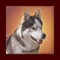 Husky Fridge Magnet Alaskan Sled Dog Magnet / Gift magnets