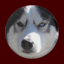 Husky Fridge Magnet Alaskan Sled Dog Magnet / Gift magnets