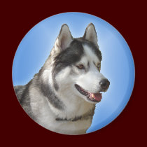 Husky Fridge Magnet Alaskan Sled Dog Magnet / Gift magnets