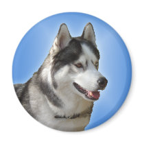 Husky Fridge Magnet Alaskan Sled Dog Magnet / Gift
