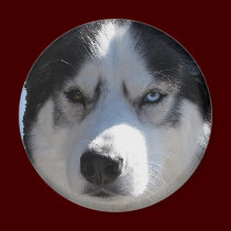 Husky Fridge Magnet Alaskan Sled Dog Magnet / Gift magnets