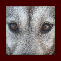 Husky Fridge Magnet Sled Dog Wolf Magnet / Gift magnets