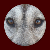 Husky Fridge MagnetSled Dog Wolf Magnet / Gift magnets